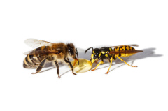 Unterschied Biene Wespe