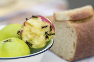 Wespen fressen sich durch die Wand