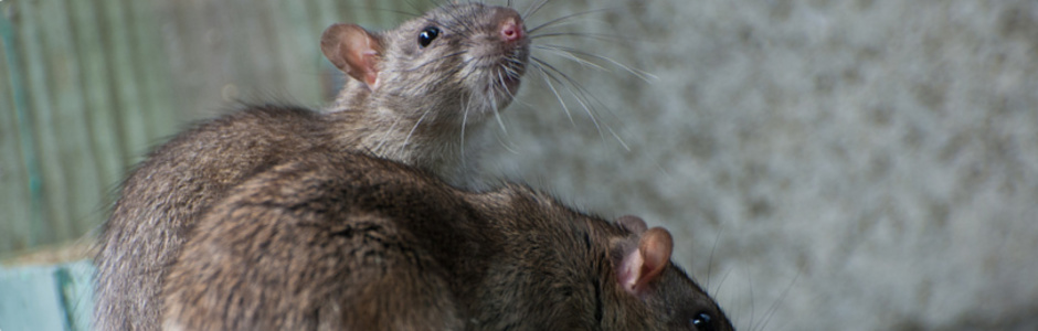 Ratten vertreiben - Tipps vom Kammerjäger
