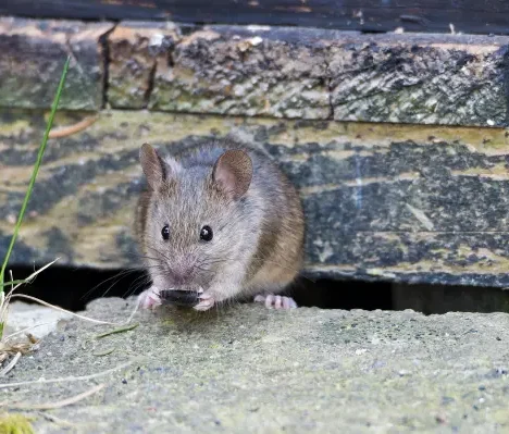 Maus neben Terasse Maus an einer Terrasse im Außenbereich