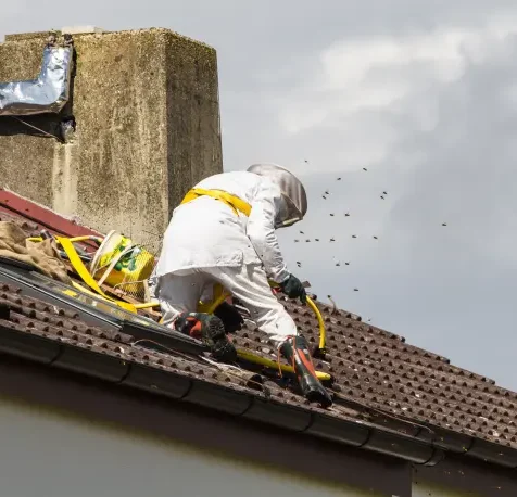 Schädlingsbekämpfer Wespen Dach Schädlingsbekämpfer auf dem Dach mit Wespen