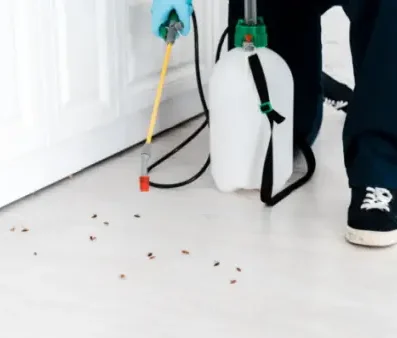 Schabenbekämpfung Gezielte Behandlung von Schaben an einer Sockelleiste