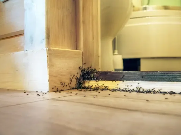 Ameisen im Haus Ameisen im Haus an einer Zarge