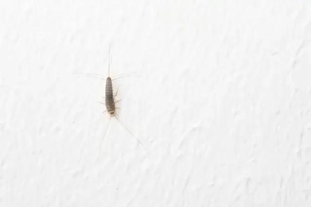 Silberfischchen Silberfischchen auf einer Oberfläche