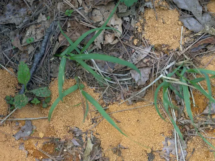 Ameisenhaufen im Garten Ameisenhaufen im Garten