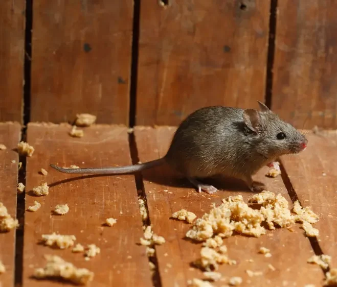 Maus auf Boden Hausmaus auf einem Holzboden neben Fraßspuren