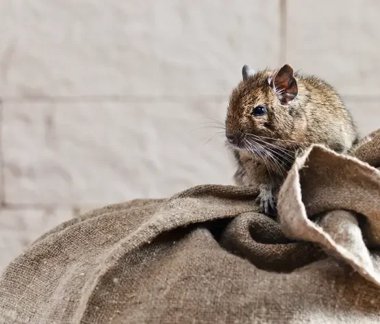 Maus auf Getreidesack Maus auf einem Getreidesack in einem Lager