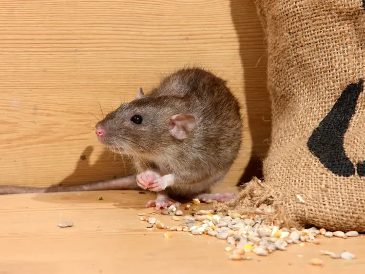 Ratte neben verschüttetem Getreide in einem Lagerbereich