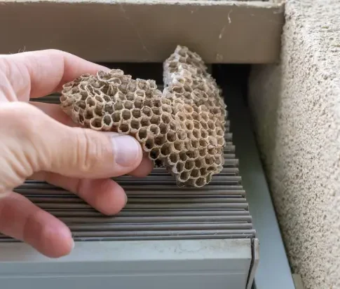 Wespennest Rolladenkasten Wespennest im geöffneten Rollladenkasten