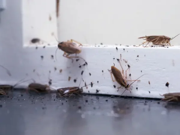 Deutsche Schabe Deutsche Schaben und Kotspuren an einem Versteck
