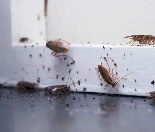 Deutsche Schabe Deutsche Schaben und Kotspuren an einem typischen Versteck